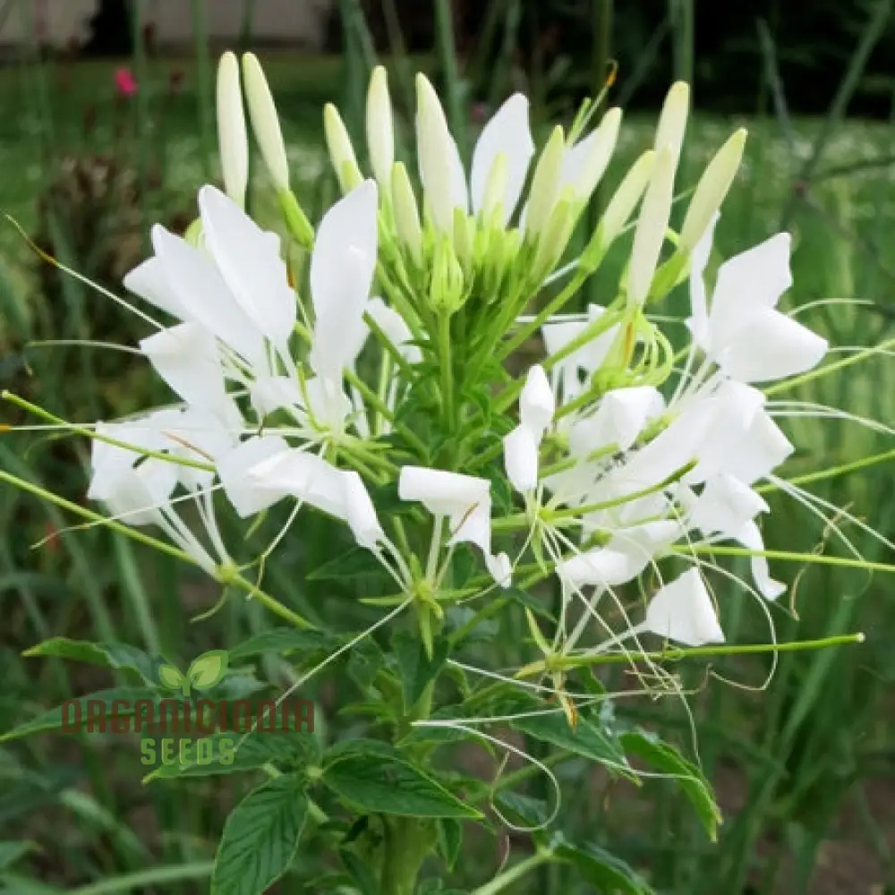 Cleome/Spider Flower White Seeds for Planting, Growing Guide for Beautiful White Blooms - Image 4