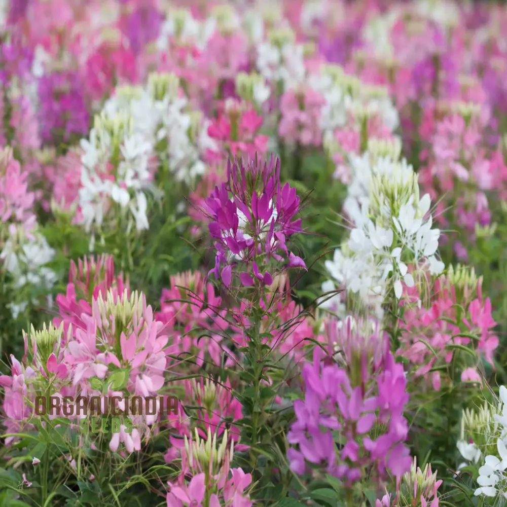 Cleome Spinosa Mixed Color Flower Seeds - Unique and Colorful Blooms for Your Garden - Image 3