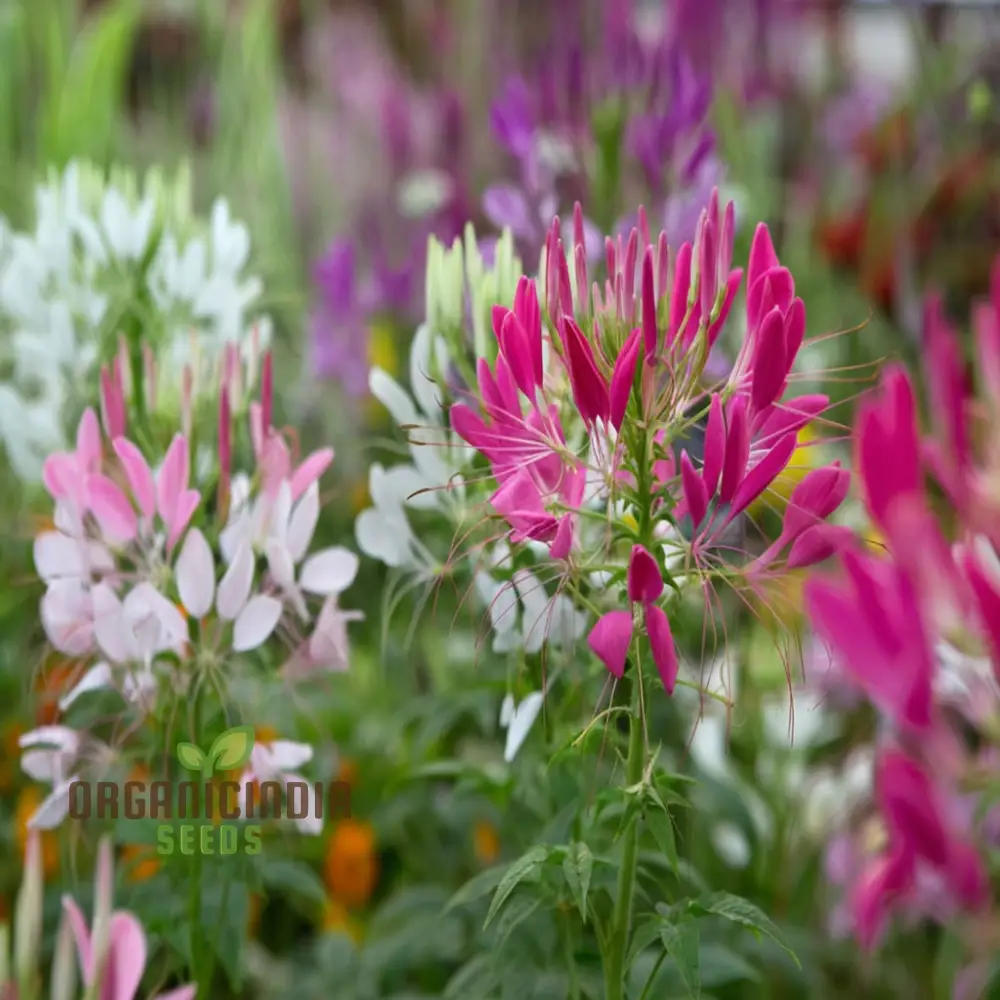 Cleome Spinosa Mixed Color Flower Seeds - Unique and Colorful Blooms for Your Garden - Image 4