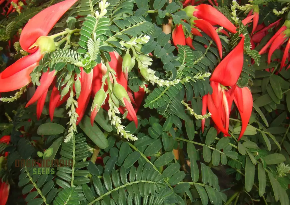 Clianthus puniceus 'Pink Flamingo' Seeds for Planting, Premium Quality Seeds for Gardening