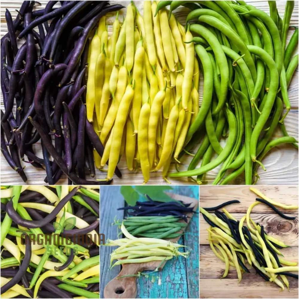 Climbing Bean - Heirloom Mix Seeds For Planting, High-Yield Heritage Beans for Your Garden