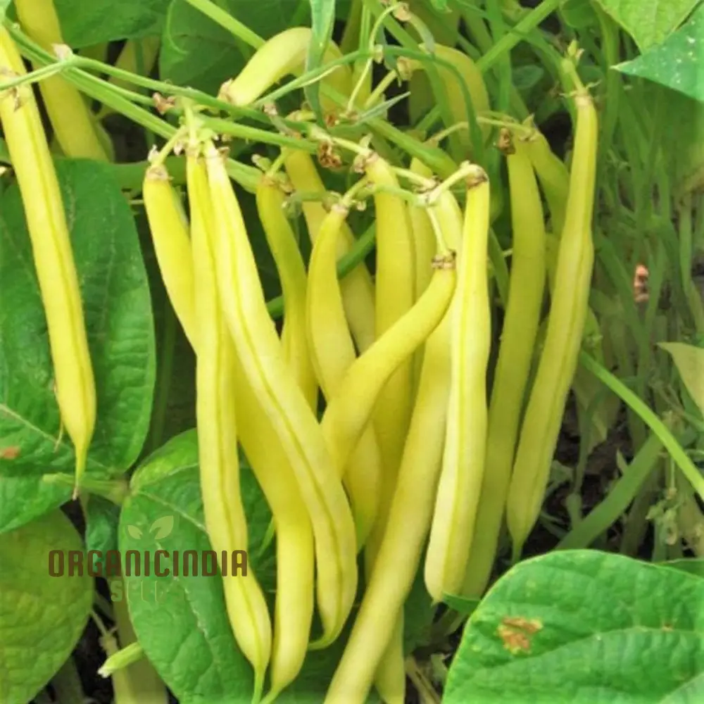 Climbing Bean - Heirloom Mix Seeds For Planting, High-Yield Heritage Beans for Your Garden - Image 3