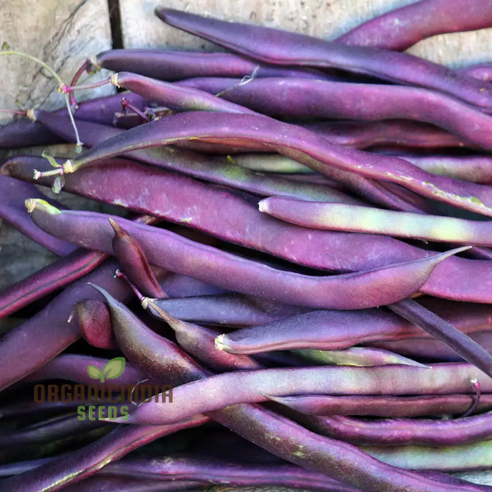 Climbing Bean - Heirloom Mix Seeds For Planting, High-Yield Heritage Beans for Your Garden - Image 4