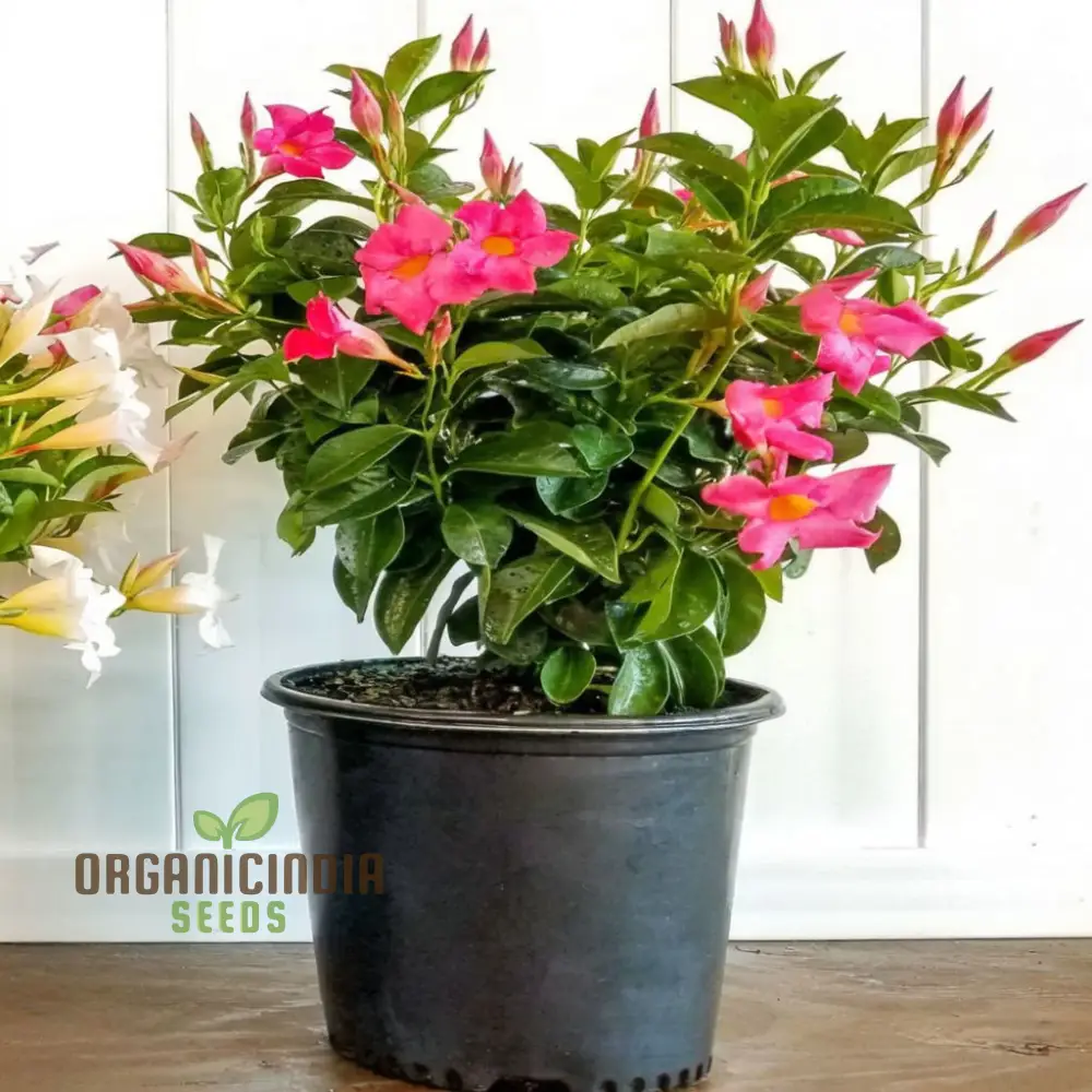 Climbing Mandevilla Sanderi Flower Seeds - Cultivate Elegant Blooms for Your Garden, Premium Flower Seeds for Planting and Gardening - Image 3