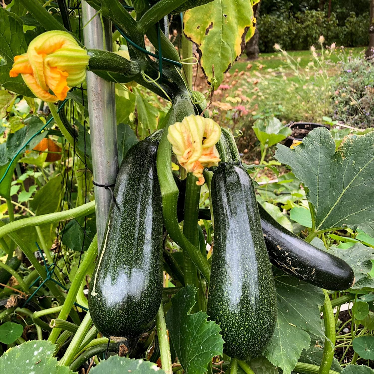 Climbing Zucchini Seeds  Climbing Courgette  Long Cylindrical  Used in Soups, Stews And Pasta Dishes  Garden Outdoor  Vegetable Seeds