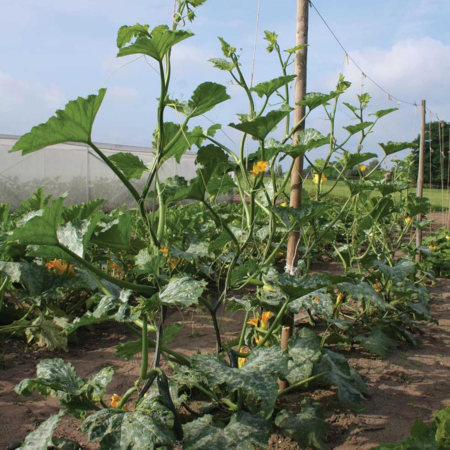 Climbing Zucchini Seeds  Climbing Courgette  Long Cylindrical  Used in Soups, Stews And Pasta Dishes  Garden Outdoor  Vegetable Seeds - Image 3