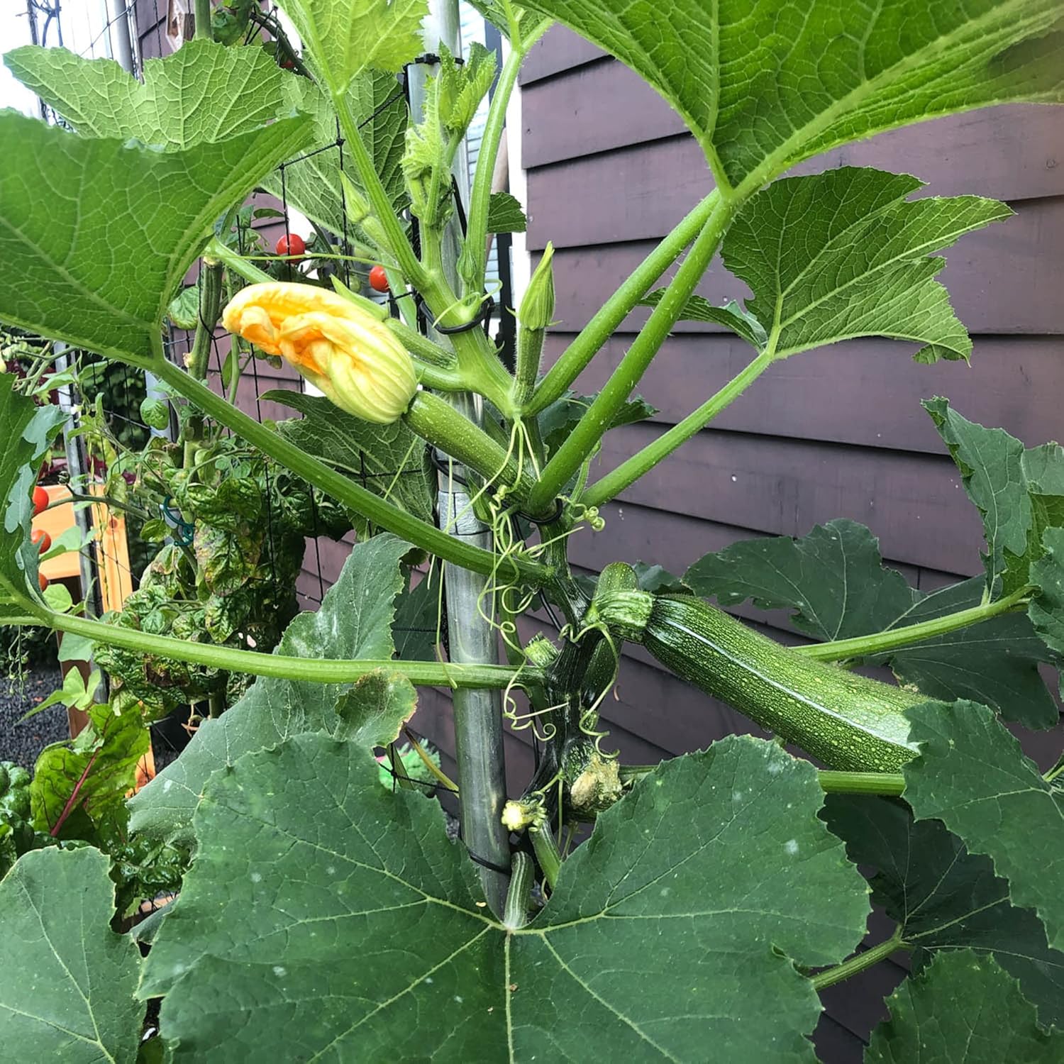 Climbing Zucchini Seeds  Climbing Courgette  Long Cylindrical  Used in Soups, Stews And Pasta Dishes  Garden Outdoor  Vegetable Seeds - Image 4