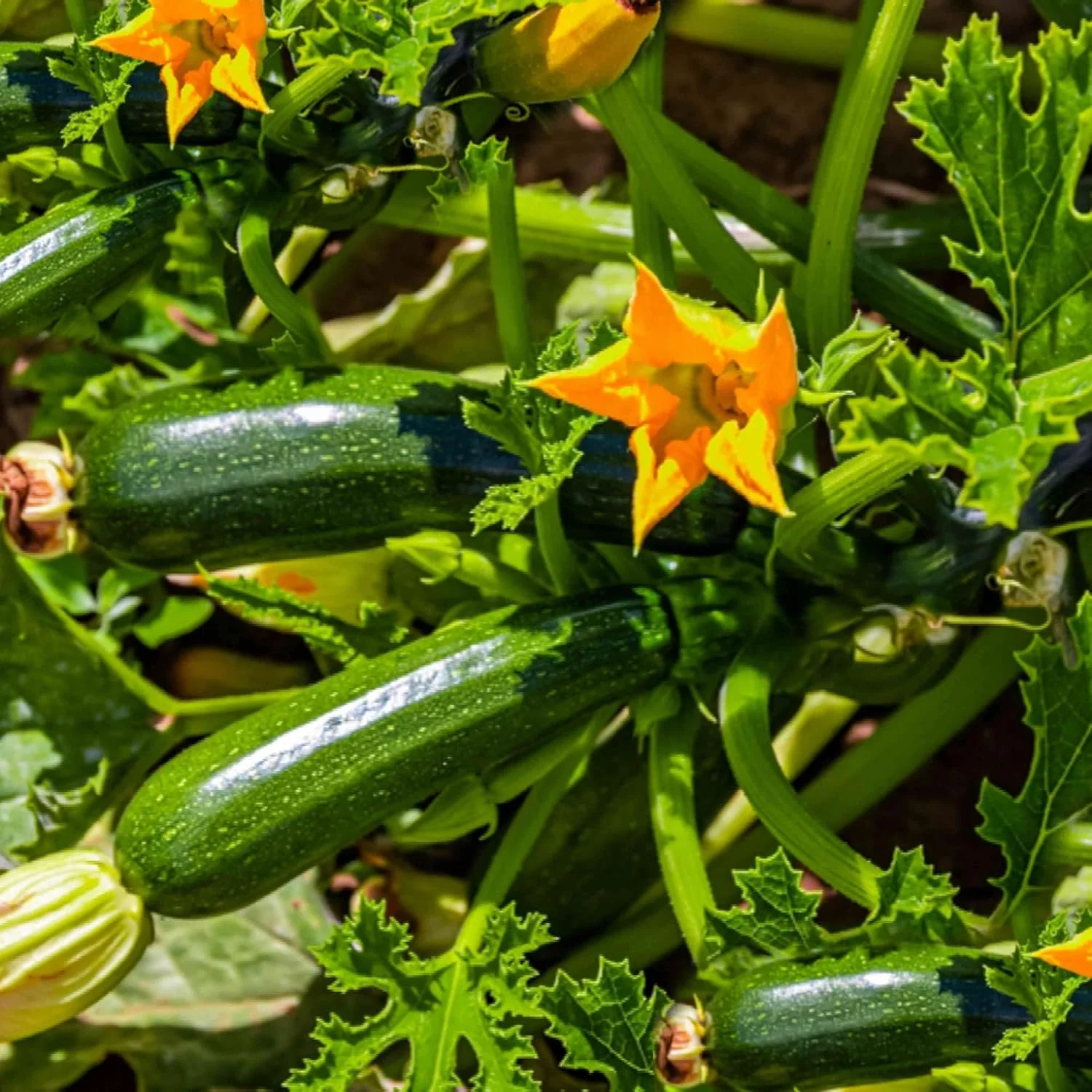 Climbing Zucchini Seeds  Climbing Courgette  Long Cylindrical  Used in Soups, Stews And Pasta Dishes  Garden Outdoor  Vegetable Seeds - Image 5