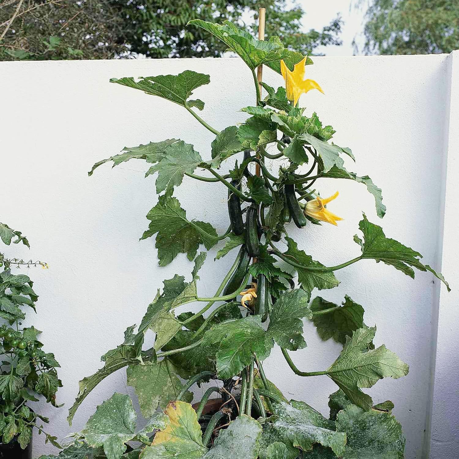 Climbing Zucchini Seeds  Climbing Courgette  Long Cylindrical  Used in Soups, Stews And Pasta Dishes  Garden Outdoor  Vegetable Seeds - Image 6