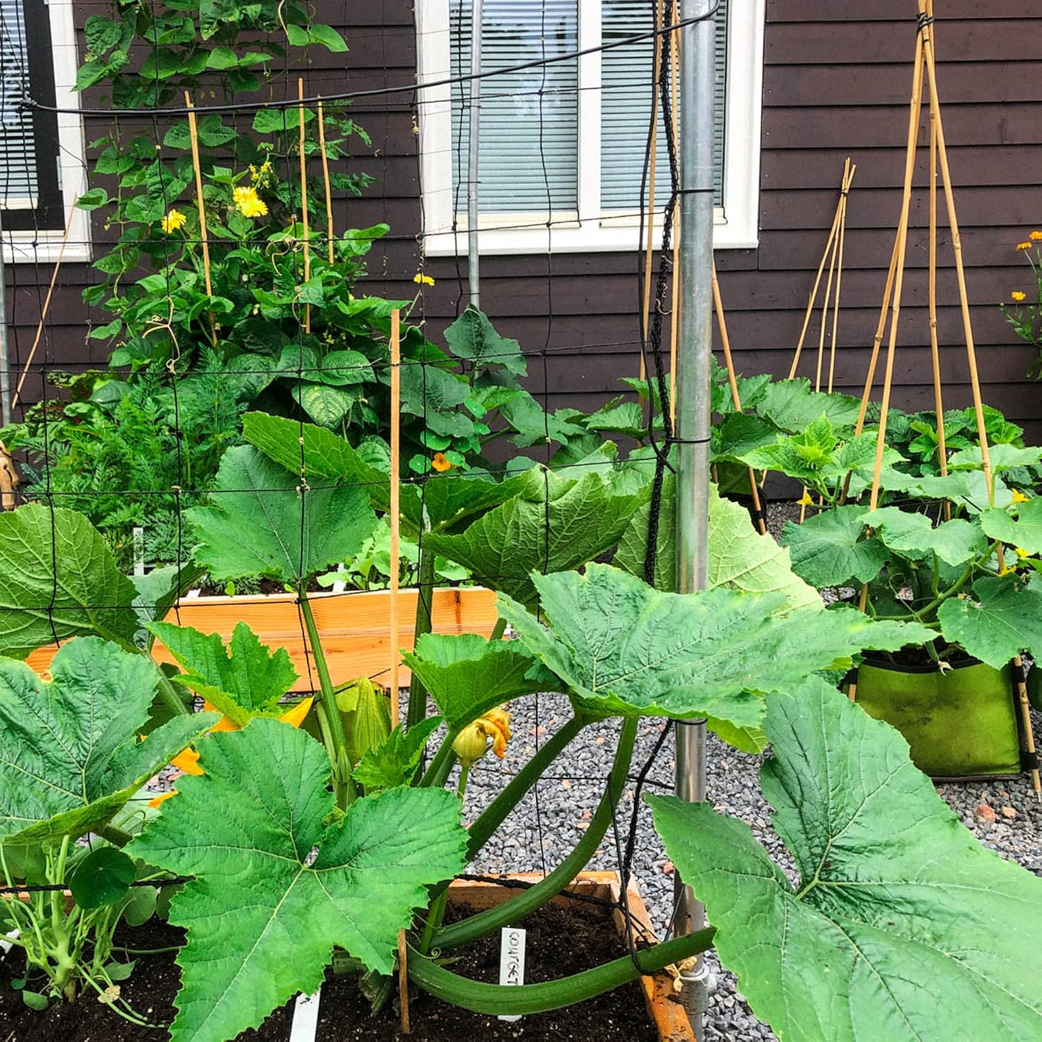 Climbing Zucchini Seeds  Climbing Courgette  Long Cylindrical  Used in Soups, Stews And Pasta Dishes  Garden Outdoor  Vegetable Seeds - Image 7