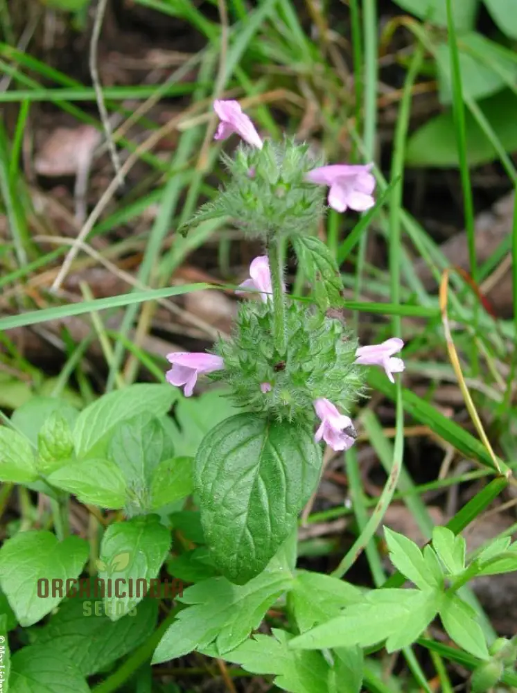 Clinopodium Vulgare Flower Seeds for Planting, Premium Quality Seeds for Gardening - Image 3