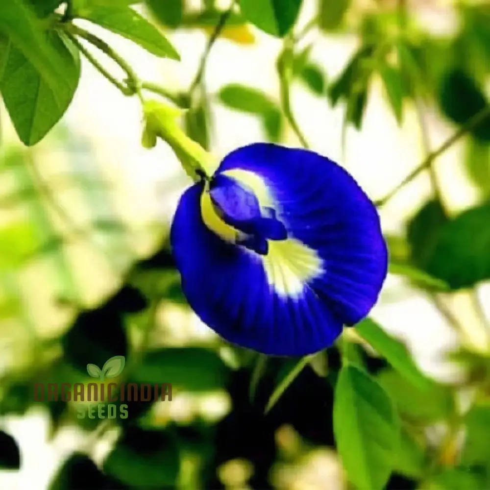 Aparajita Mixed Color Seeds – Clitoria Ternatea for Stunning Garden Flowers