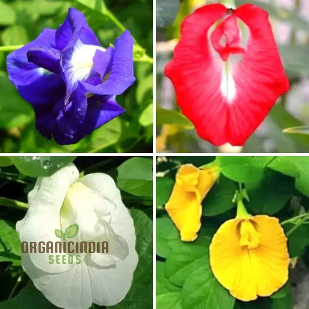 Aparajita Mixed Color Seeds – Clitoria Ternatea for Stunning Garden Flowers - Image 3