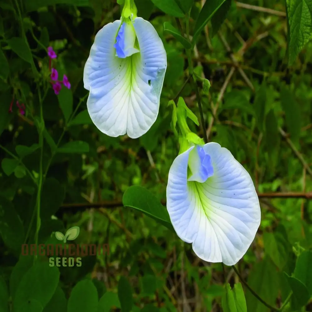 Aparajita Mixed Color Seeds – Clitoria Ternatea for Stunning Garden Flowers - Image 4