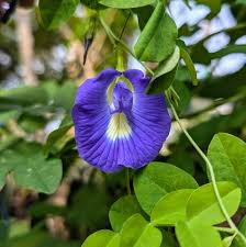 Aparajita Mixed Color Seeds – Clitoria Ternatea for Stunning Garden Flowers - Image 5