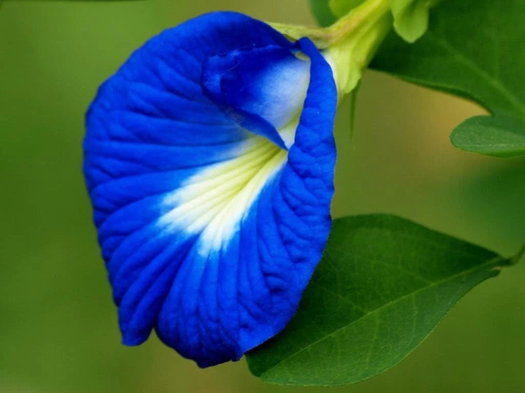 Aparajita Mixed Color Seeds – Clitoria Ternatea for Stunning Garden Flowers - Image 6