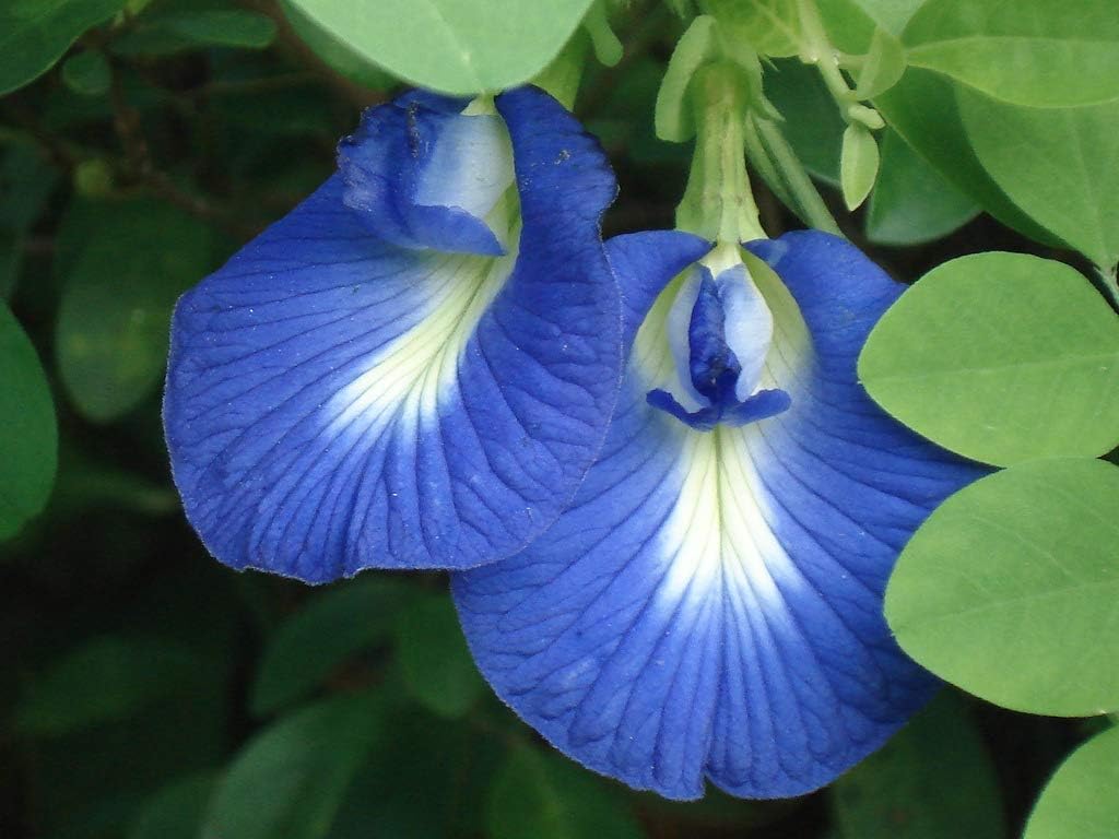Aparajita Mixed Color Seeds – Clitoria Ternatea for Stunning Garden Flowers - Image 7