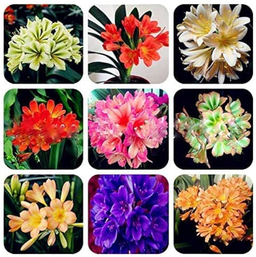 Clivia Mixed Seeds for Planting