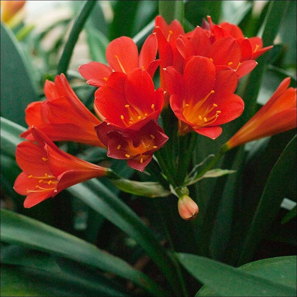 Clivia Mixed Seeds for Planting - Image 3
