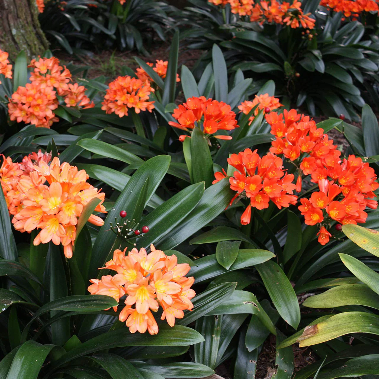 Clivia Mixed Seeds for Planting - Image 4
