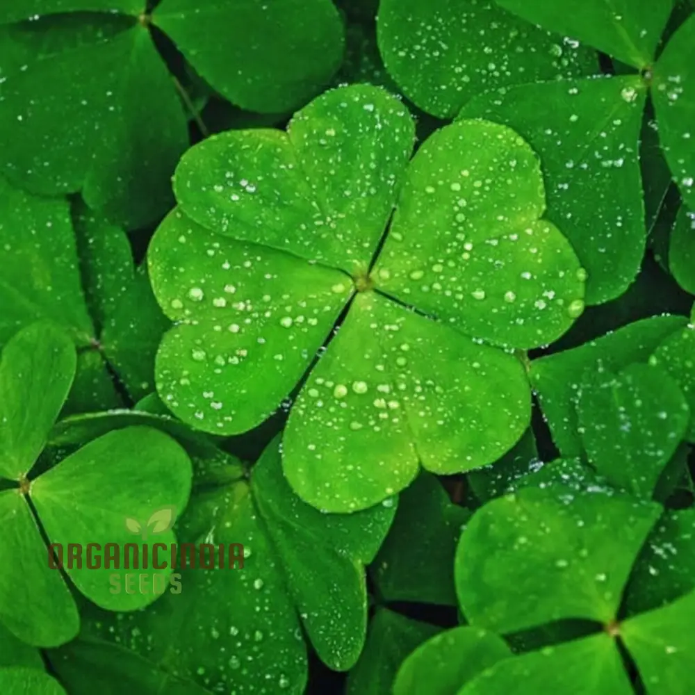 Clover Seeds – Lush Green Ground Cover & Soil Enrichment for Garden and Lawn