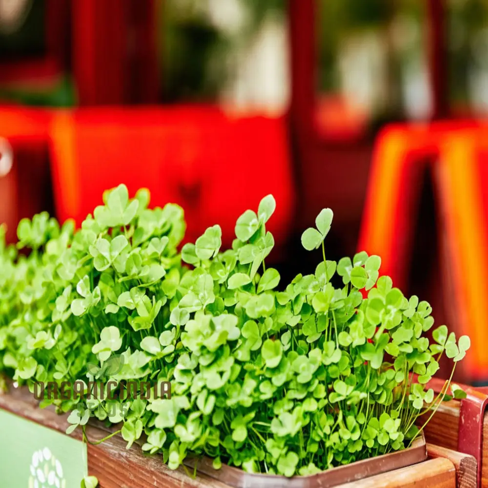 Clover Seeds – Lush Green Ground Cover & Soil Enrichment for Garden and Lawn - Image 3
