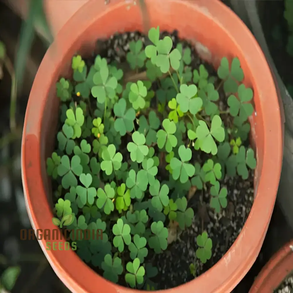 Clover Seeds – Lush Green Ground Cover & Soil Enrichment for Garden and Lawn - Image 4