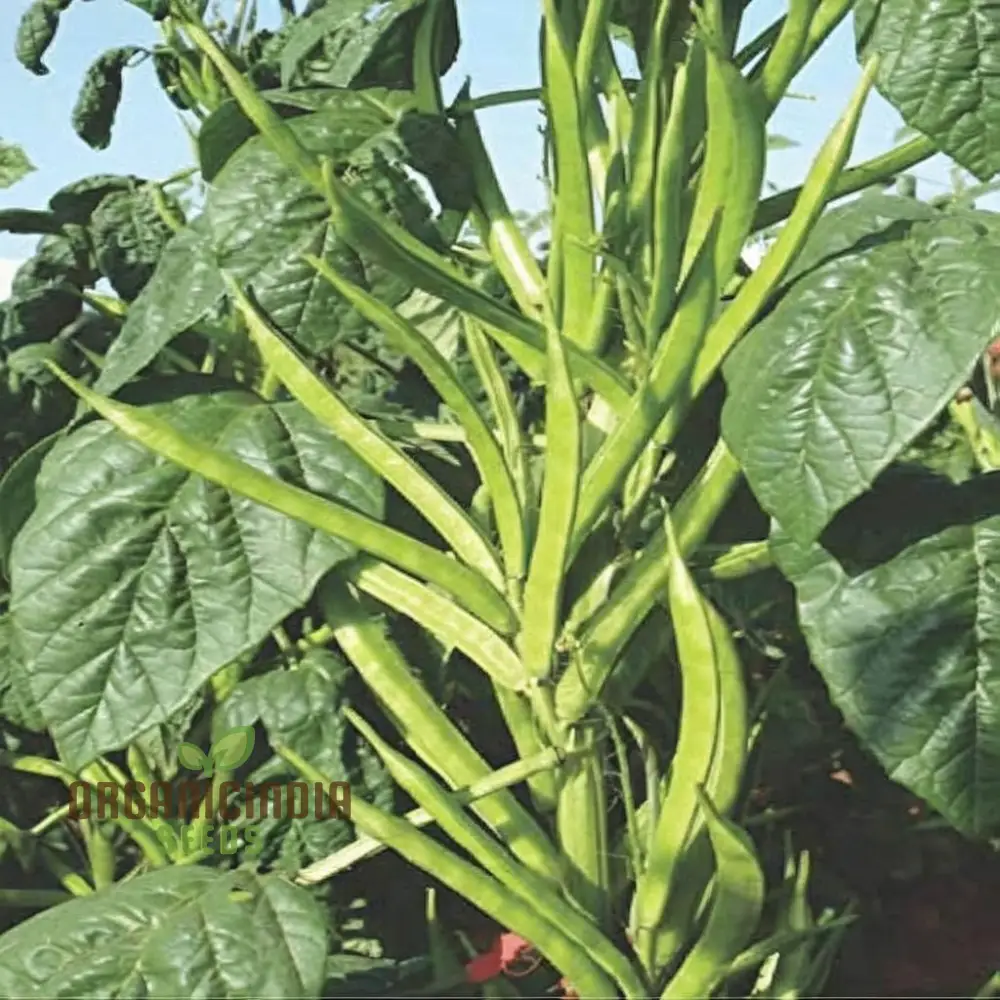 Cluster Beans Vegetable Seeds, High-Yield, Disease-Resistant, Perfect for Home Gardening