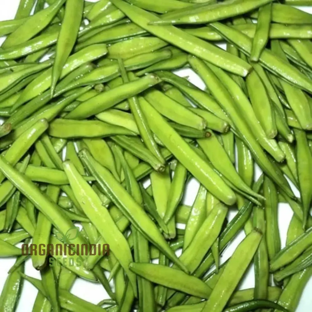 Cluster Beans Vegetable Seeds, High-Yield, Disease-Resistant, Perfect for Home Gardening - Image 3