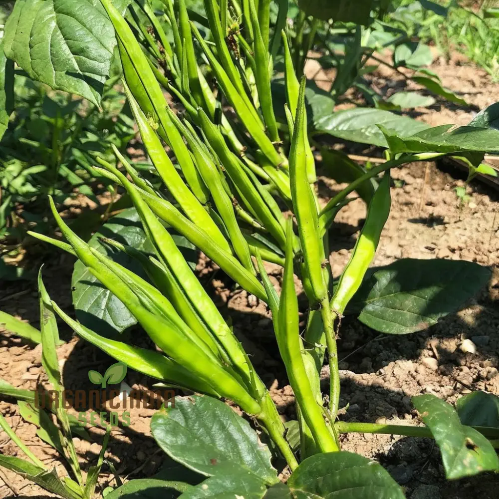 Cluster Beans Vegetable Seeds, High-Yield, Disease-Resistant, Perfect for Home Gardening - Image 4