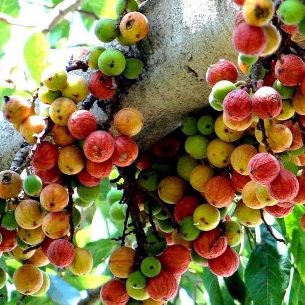 Cluster Fig (Ficus Racemosa) – Red River Indian Guilar Tree Houseplant Seeds