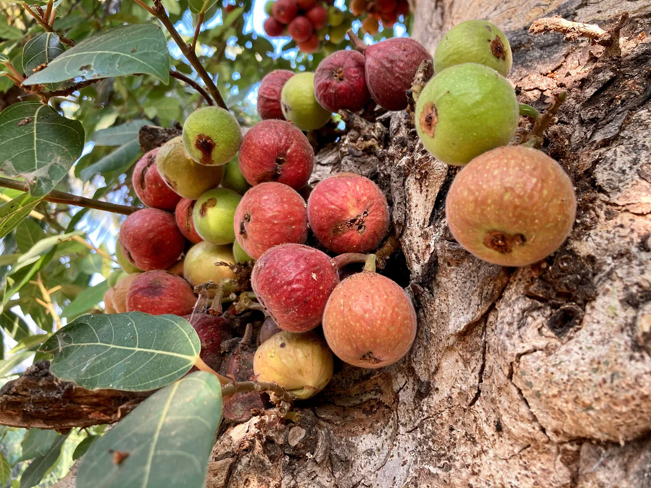 Cluster Fig (Ficus Racemosa) – Red River Indian Guilar Tree Houseplant Seeds - Image 3
