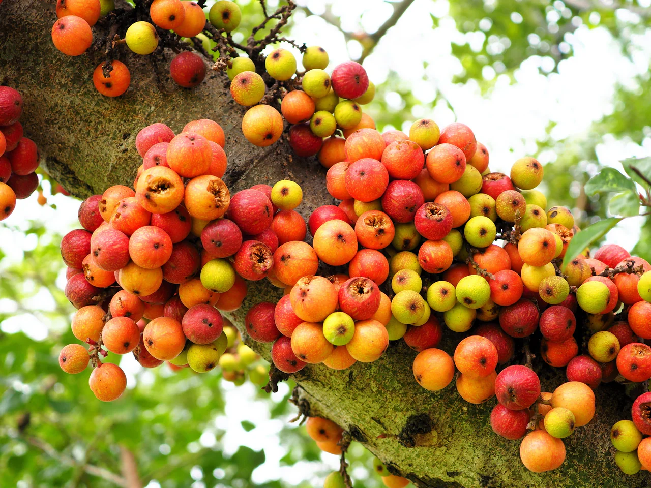 Cluster Fig (Ficus Racemosa) – Red River Indian Guilar Tree Houseplant Seeds - Image 4