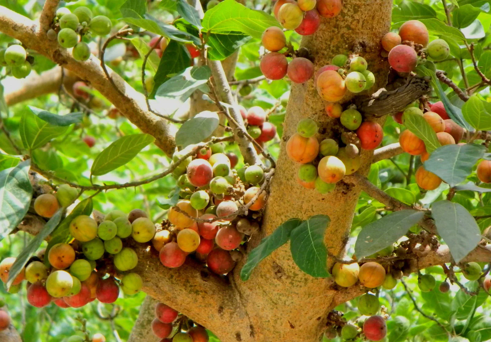 Cluster Fig (Ficus Racemosa) – Red River Indian Guilar Tree Houseplant Seeds - Image 5