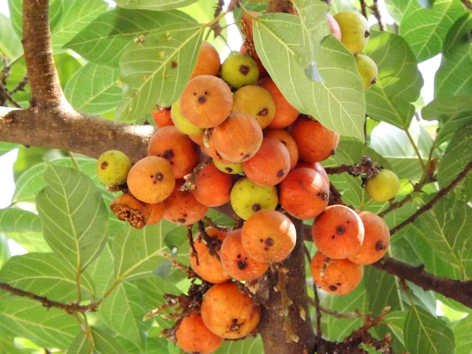 Cluster Fig (Ficus Racemosa) – Red River Indian Guilar Tree Houseplant Seeds - Image 6