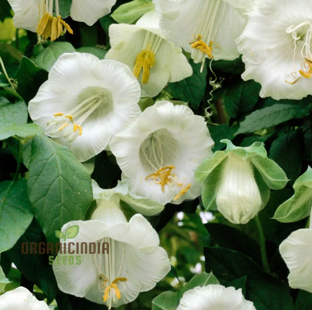 Cobaea Scandens Alba Flower Seeds Grace and Elegance in Your Garden with Expert Planting and Gardening