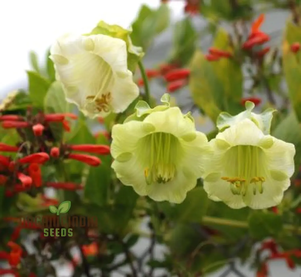 Cobaea Scandens Alba Flower Seeds Grace and Elegance in Your Garden with Expert Planting and Gardening - Image 3