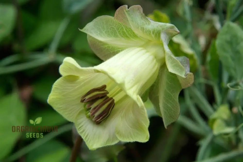 Cobaea Scandens Alba Flower Seeds Grace and Elegance in Your Garden with Expert Planting and Gardening - Image 4
