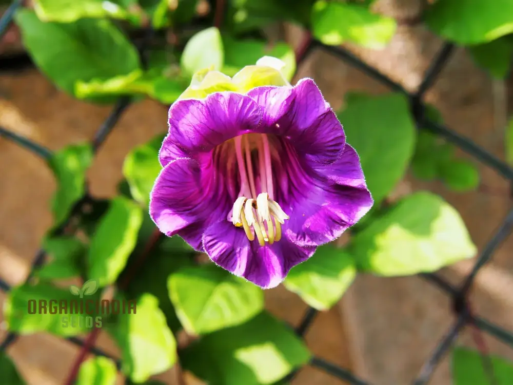 Cobaea Scandens Purple Flowering Seeds, Cultivating Beauty in Your Garden with Expert Tips on Planting and Gardening