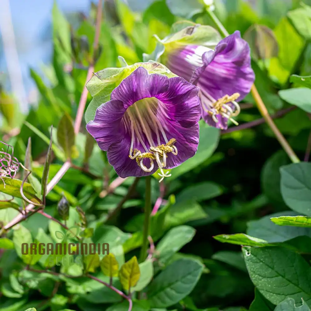 Cobaea Scandens Purple Flowering Seeds, Cultivating Beauty in Your Garden with Expert Tips on Planting and Gardening - Image 3