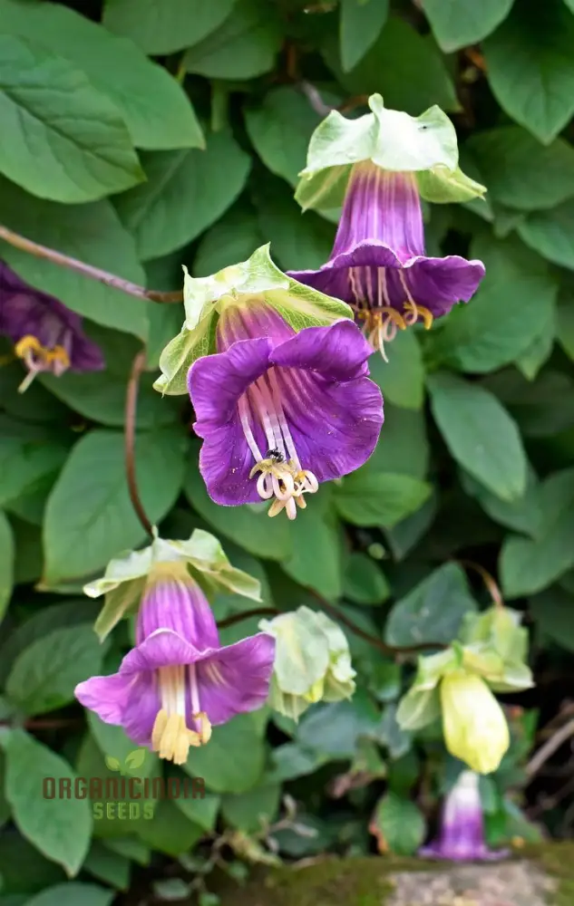 Cobaea Scandens Purple Flowering Seeds, Cultivating Beauty in Your Garden with Expert Tips on Planting and Gardening - Image 4