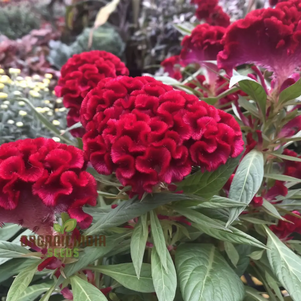 Cockscomb Red Flower Seeds - Striking Blooms for Bold and Vibrant Garden Displays