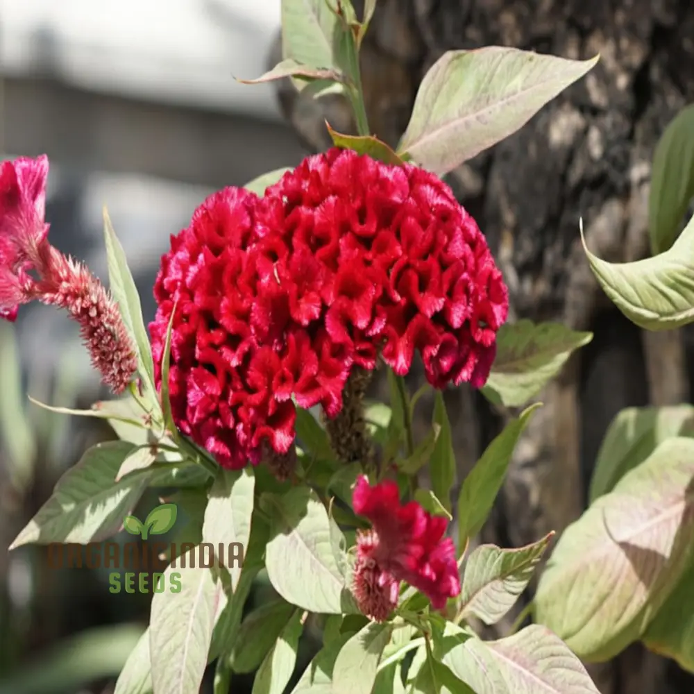 Cockscomb Red Flower Seeds - Striking Blooms for Bold and Vibrant Garden Displays - Image 3