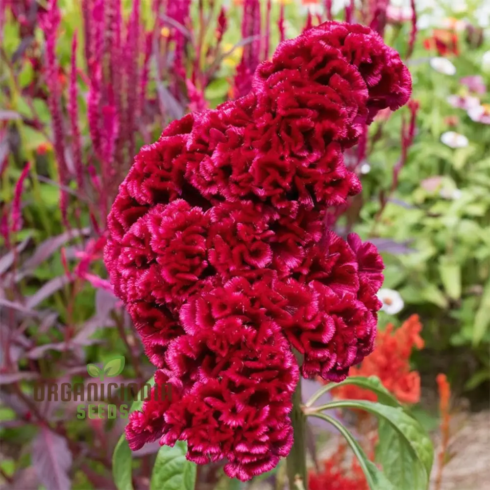 Cockscomb Red Flower Seeds - Striking Blooms for Bold and Vibrant Garden Displays - Image 4