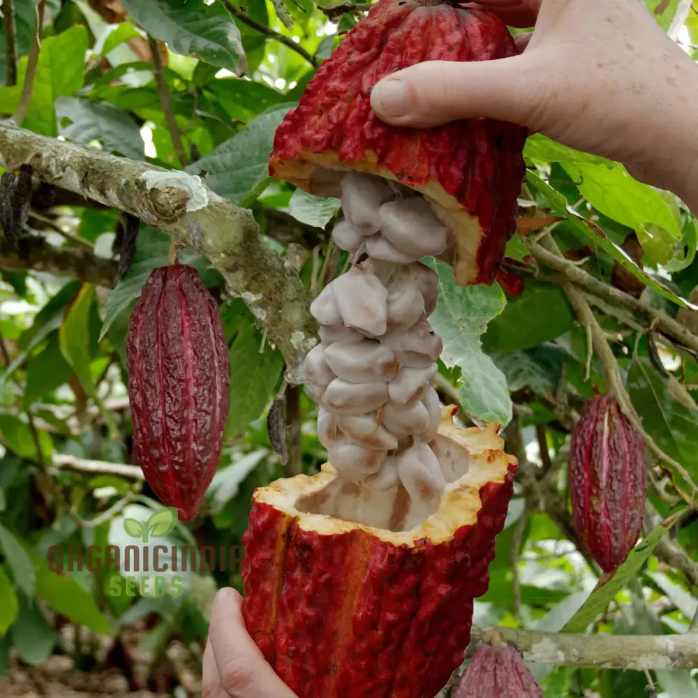 Cocoa Seeds for Gardening Enthusiasts - Premium Quality Seeds - Image 3