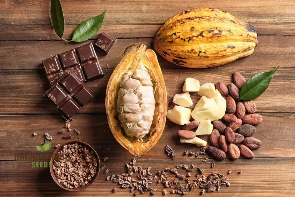 Cocoa Seeds for Gardening Enthusiasts - Premium Quality Seeds - Image 4