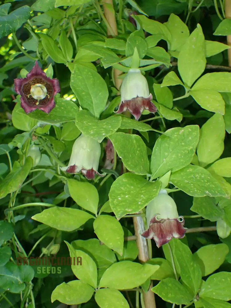 Codonopsis Bhutanica Flower Seeds for Planting, Premium Quality for Gardening - Image 3