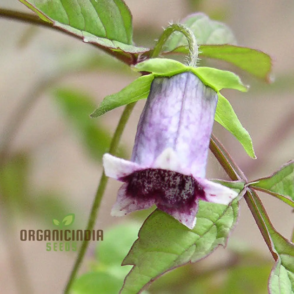 Codonopsis Bhutanica Flower Seeds for Planting, Premium Quality for Gardening - Image 4