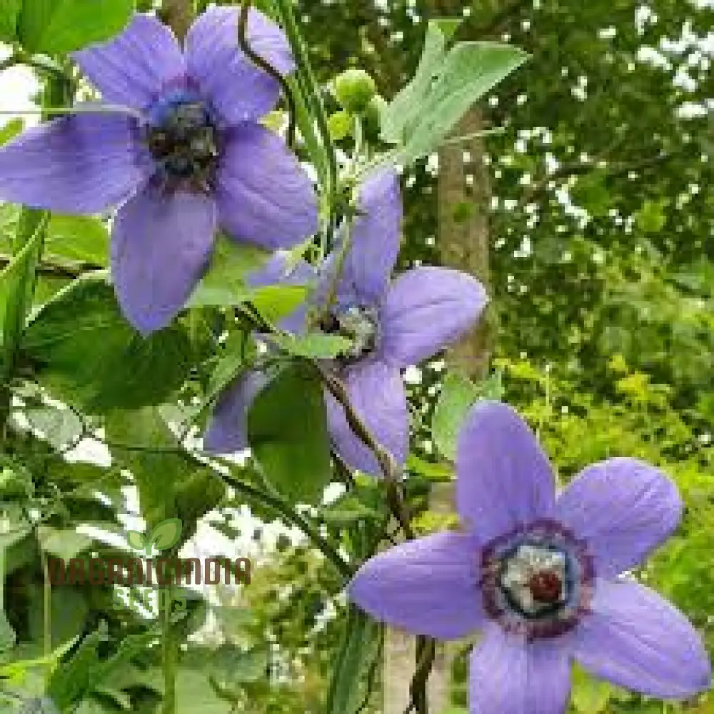 Codonopsis Grey-Wilsonii Flower Seeds for Planting, Premium Quality for Gardening