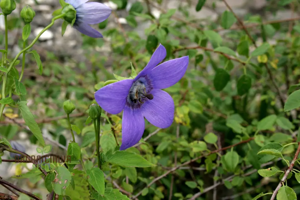 Codonopsis Grey-Wilsonii Flower Seeds for Planting, Premium Quality for Gardening - Image 3